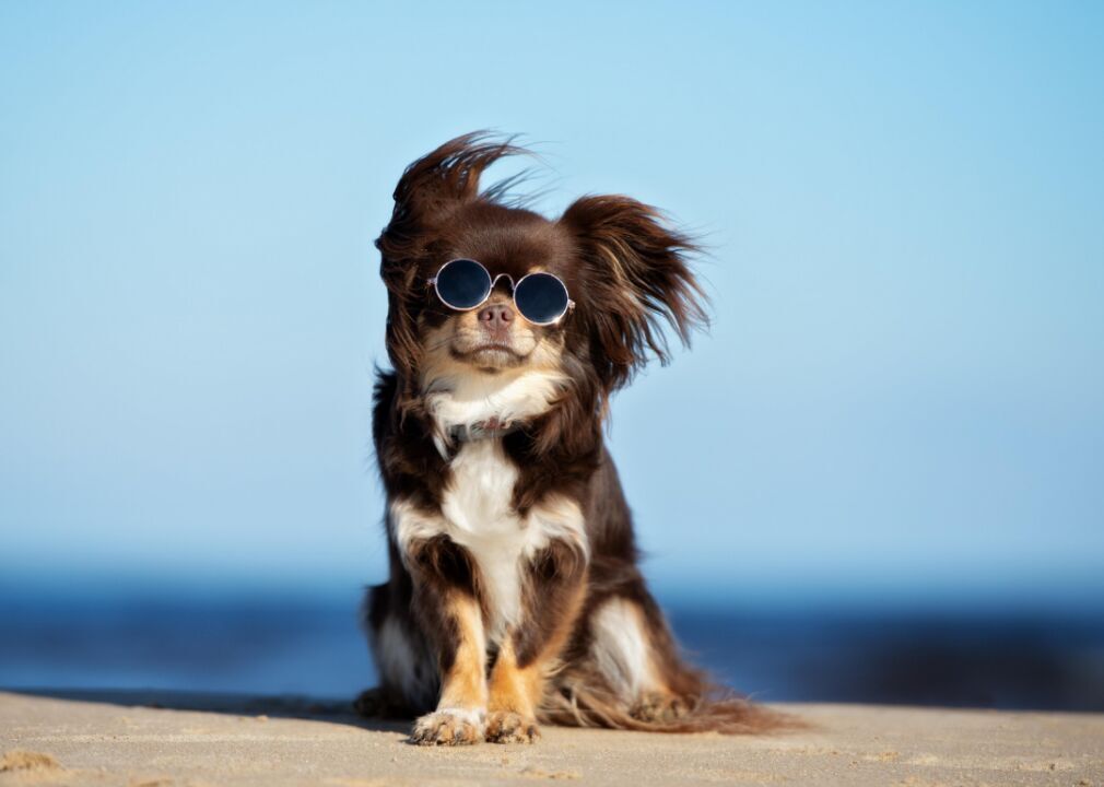Most popular dog breeds in America 2021